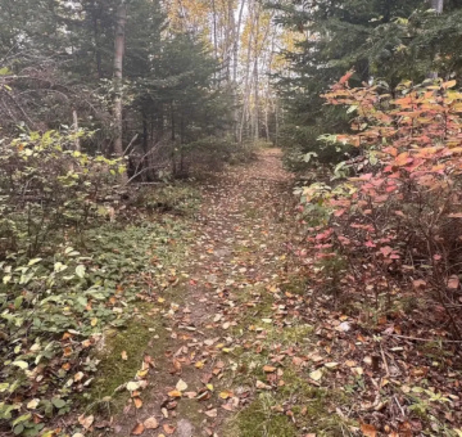 Fall walk